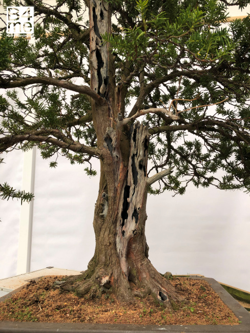 ew bonsai deadwood
